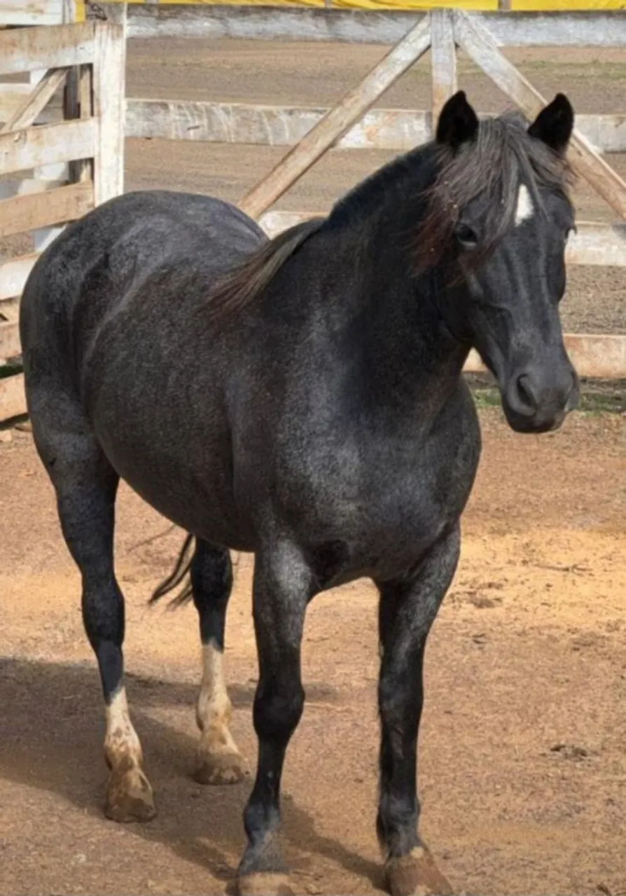 Égua de cria - Filha do grande AS MALKE SEDUTOR