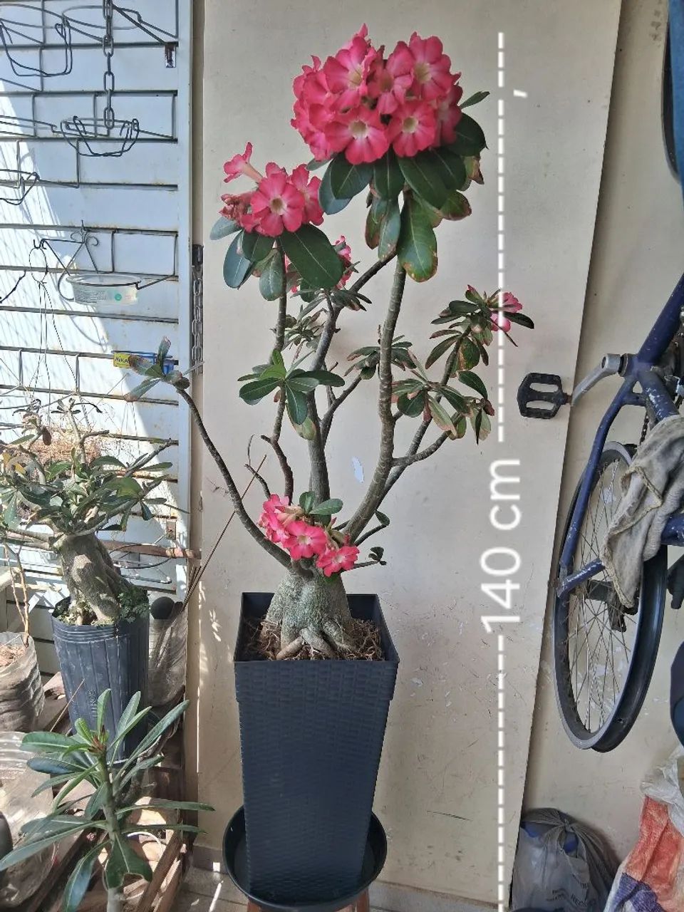 Rosa  do Deserto  - Foto 3