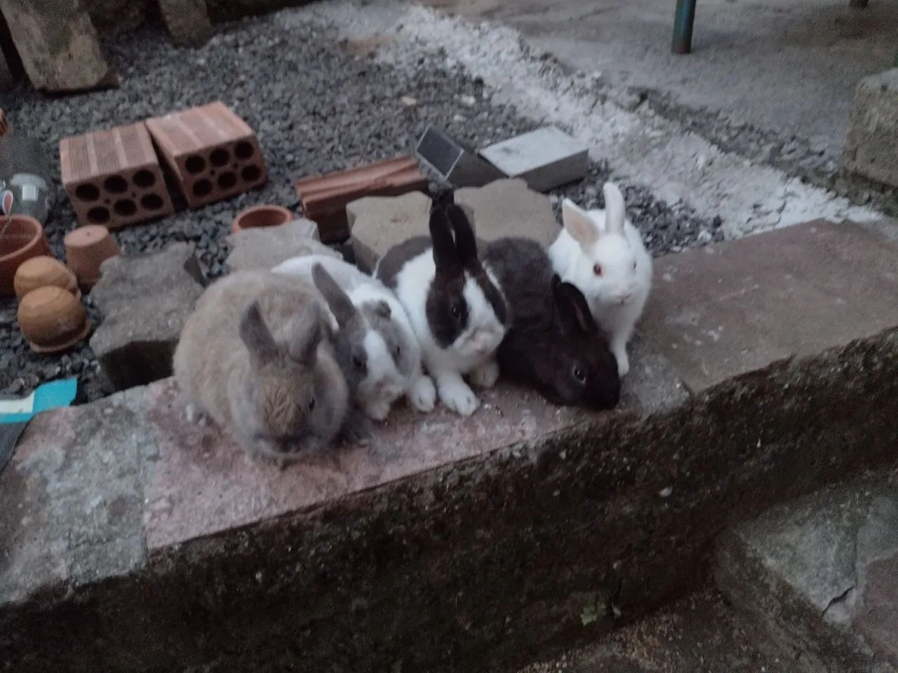 Mini coelho  - Foto 4