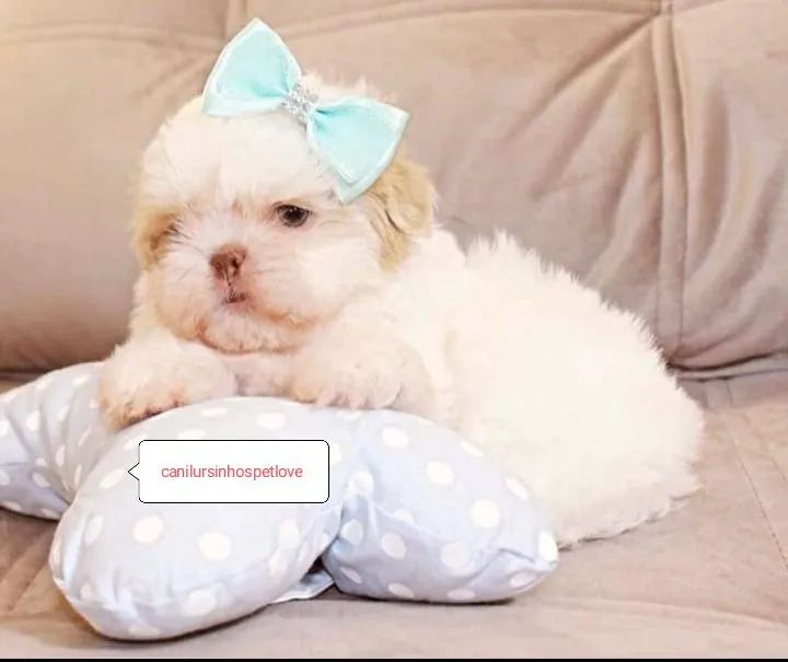 Shih tzus exóticos raridade com pedigree op - Foto 3
