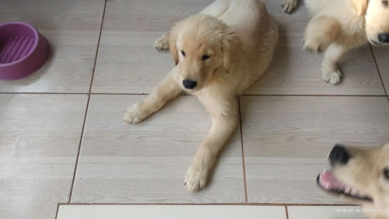 Filhote Golden Retriever - Foto 2