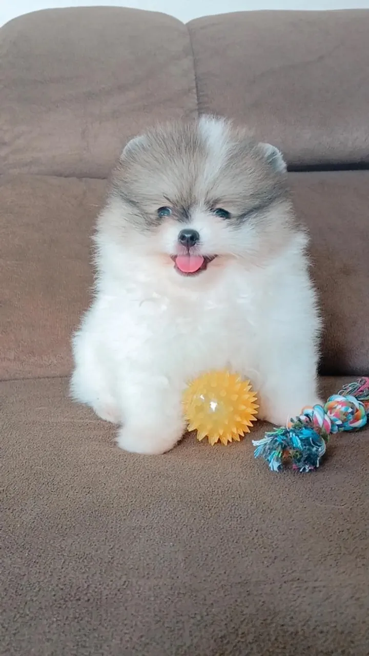 Lulu da Pomerânia machinho