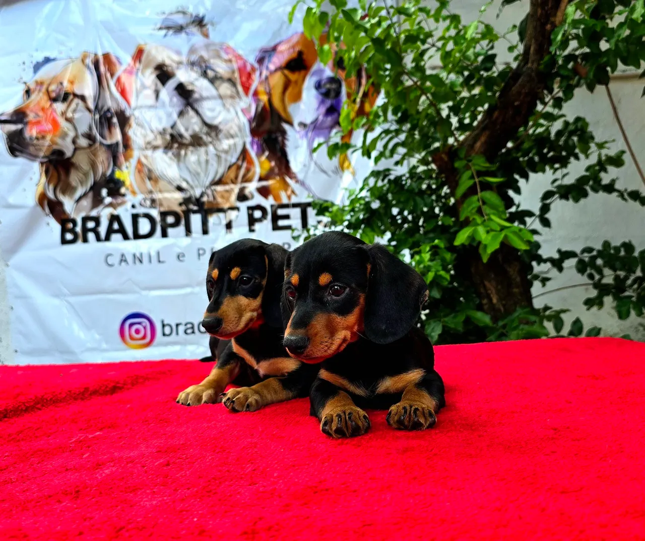 Filhotes MACHOS de Dachshund (Teckel) - @BRADPITTPETS