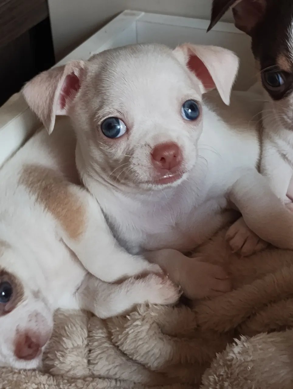 Lindos filhotes de chihuhuas Machos