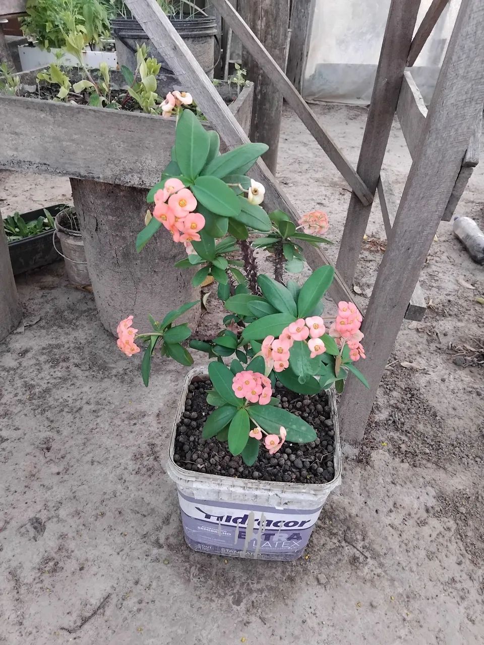 Vendo plantas - Foto 2