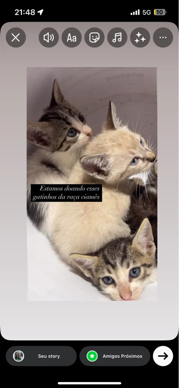 Gatinhos da raça siamês para adoção