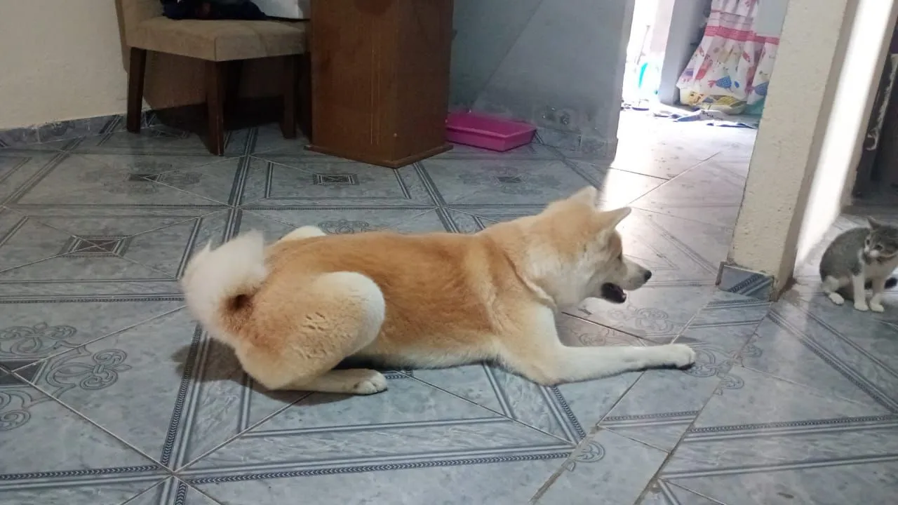 Akita femia procura namorado