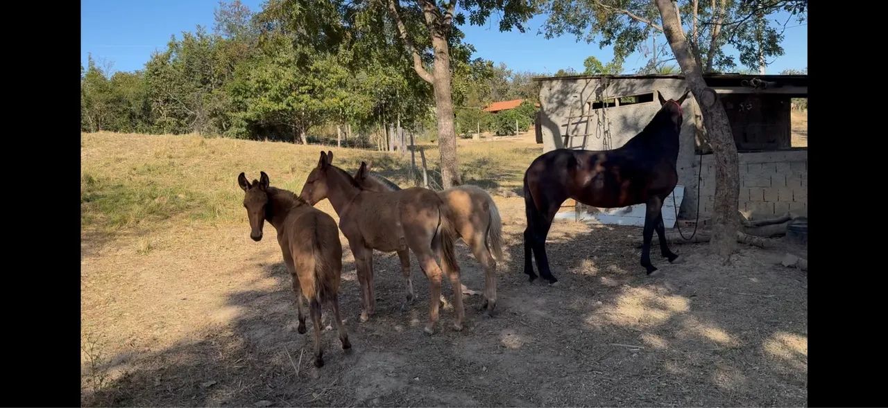 Mulas mangalarga marchador com pega - Foto 3