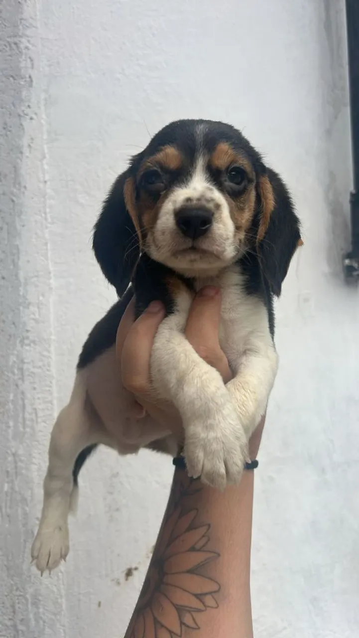 Filhote de Beagle Tricolor - Disponível!