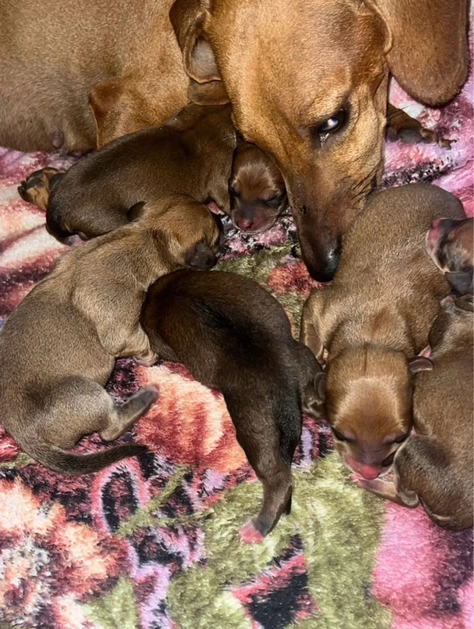 Filhotes de cachorro salchicha  - Foto 4
