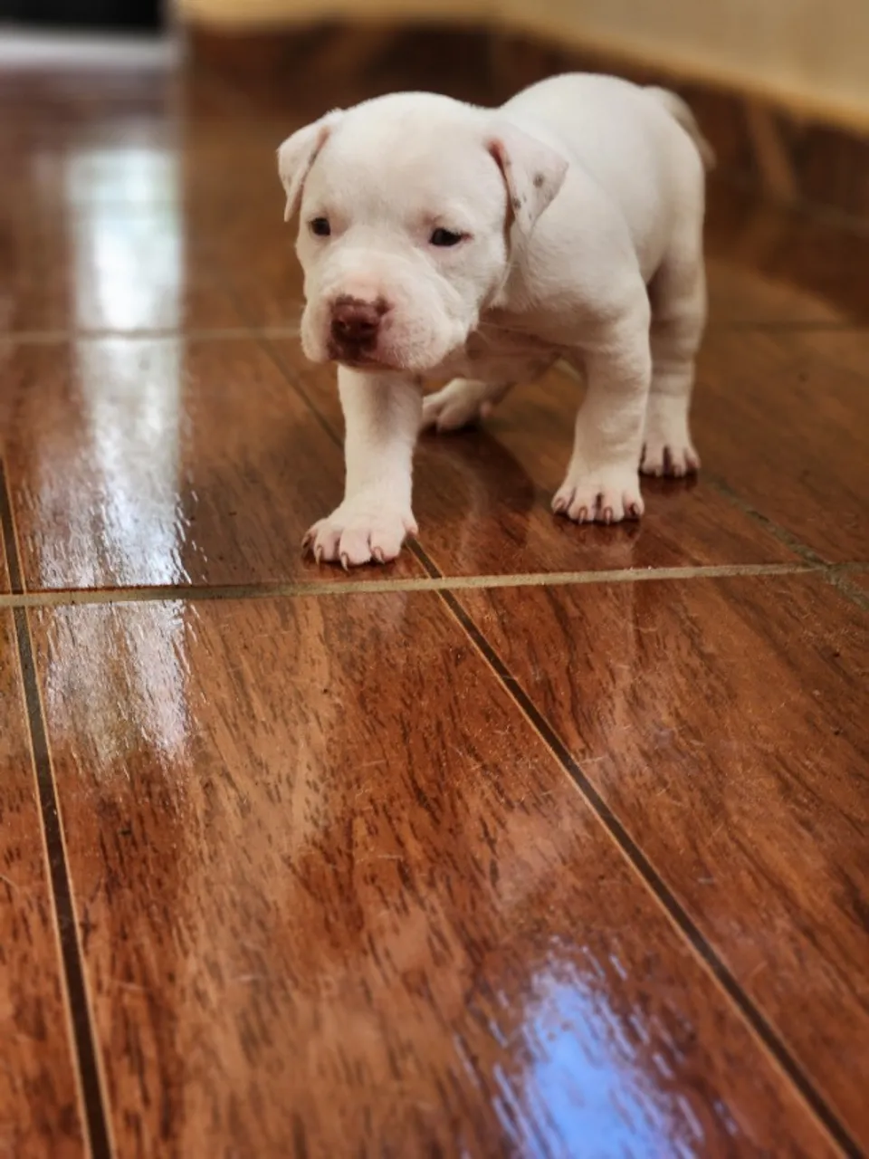 Pitbull
