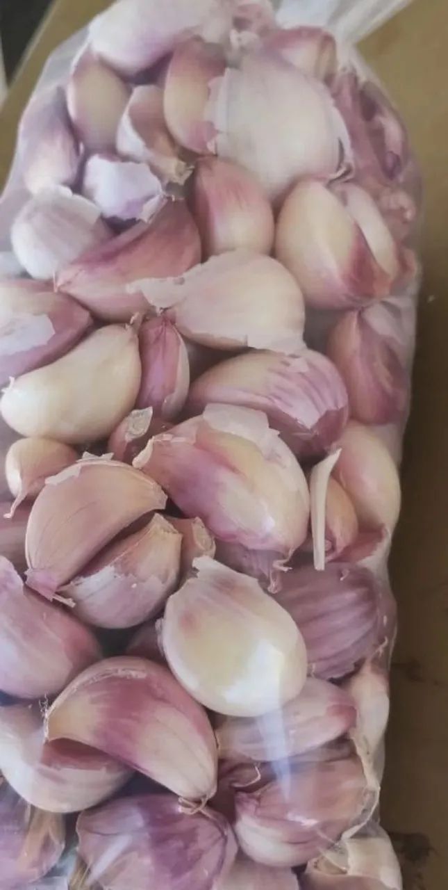 Alho fresco para plantio