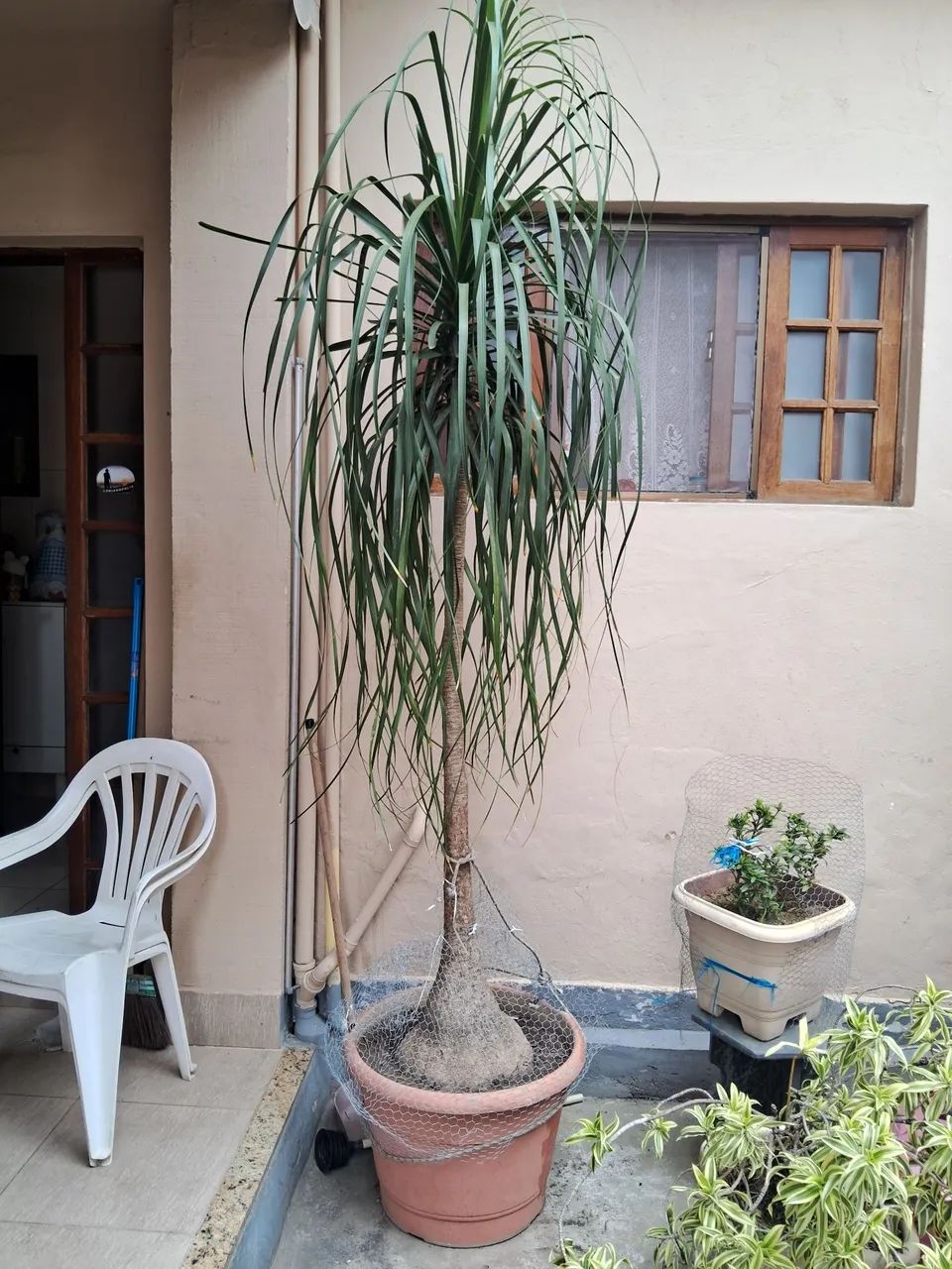 Planta pata de elefante - Foto 2