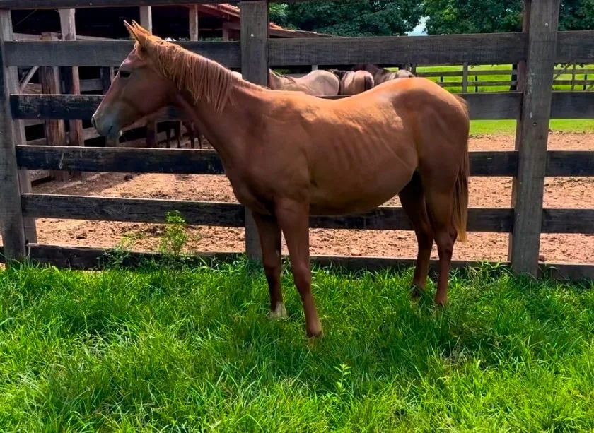 Potra quarto de milha pura - Foto 5