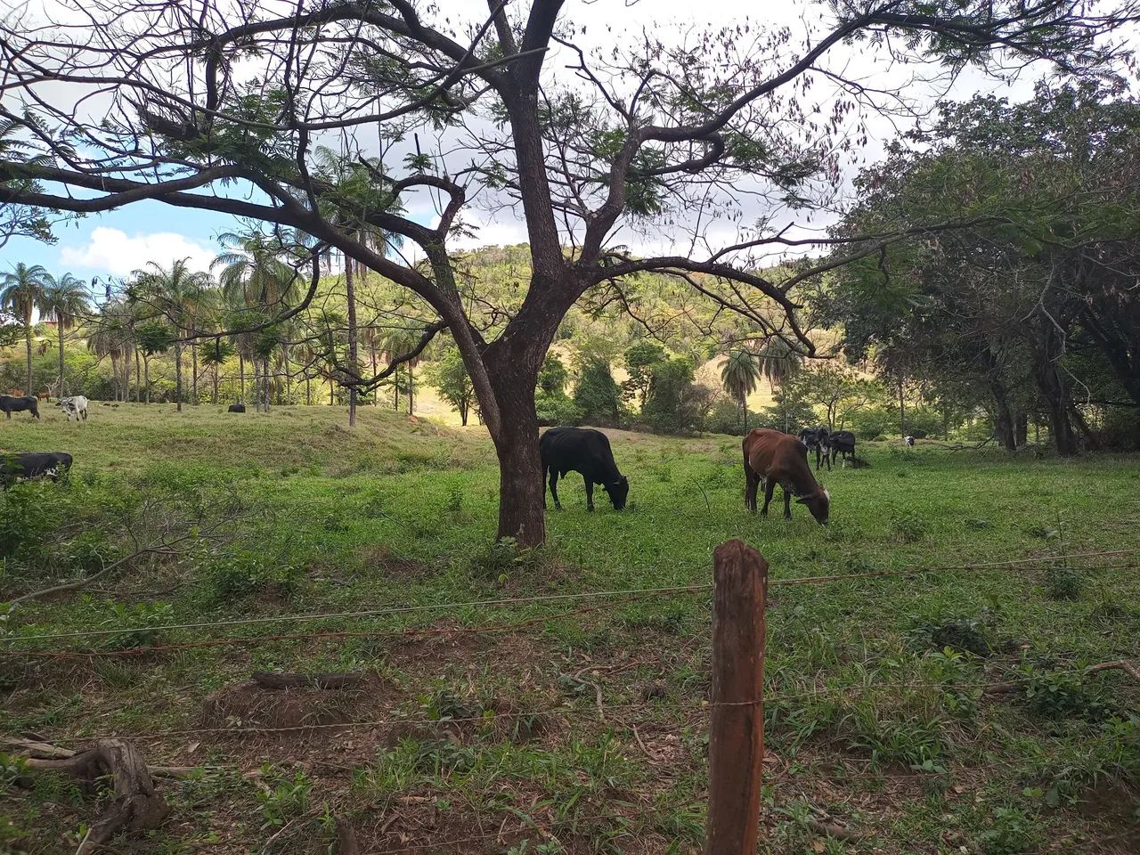 Terreno 10 hectares 25 km BH. - Foto 4