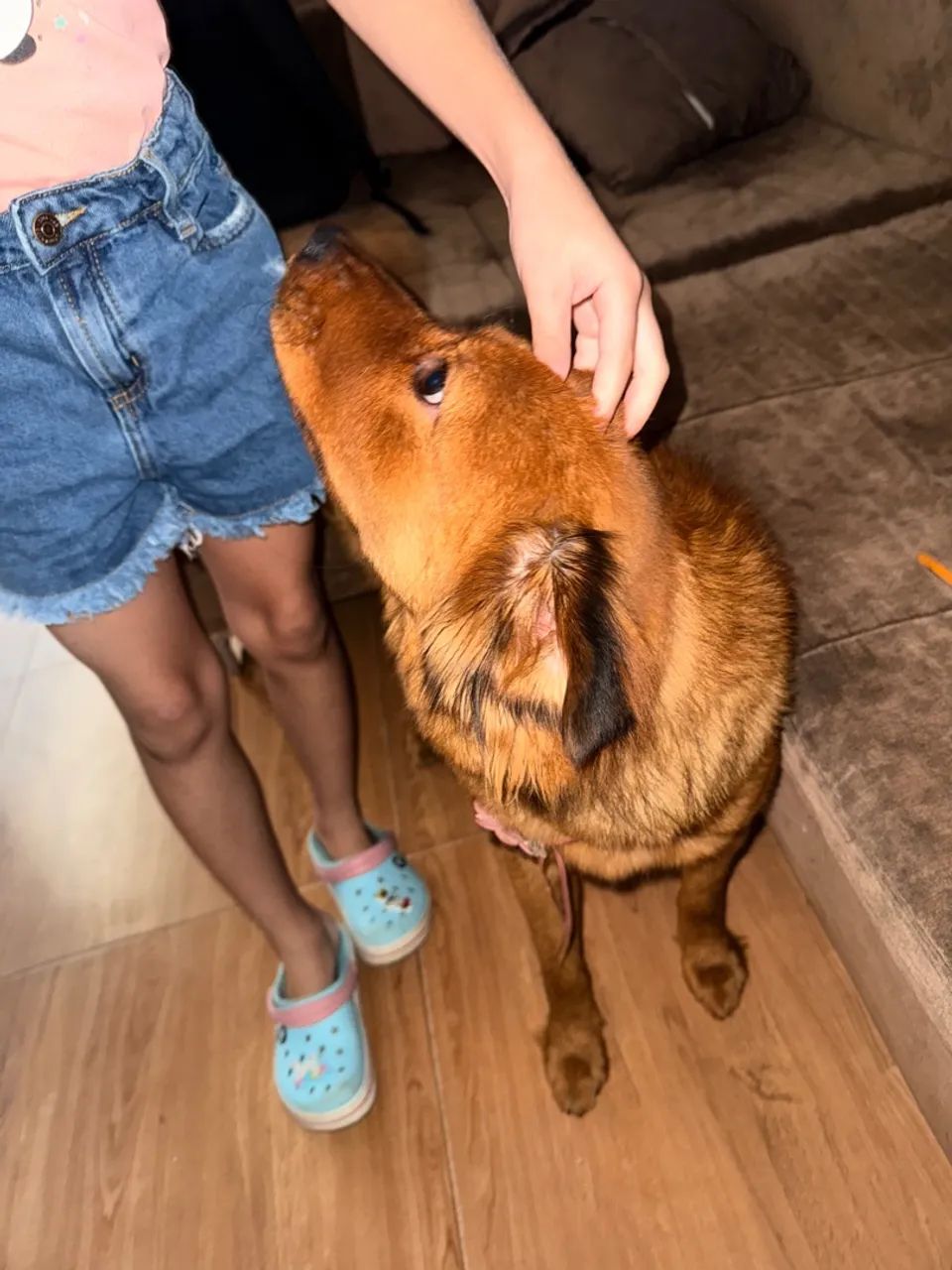 Cachorro pra doação (chow chow com vira lata)  - Foto 4