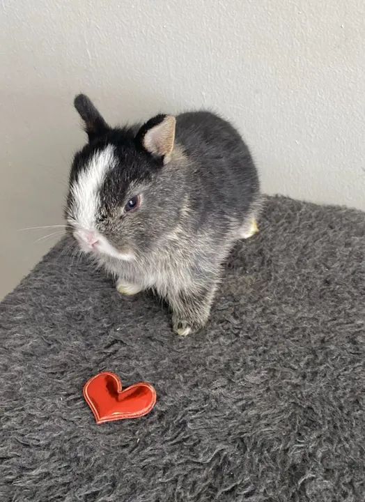 coelho anao - Foto 3