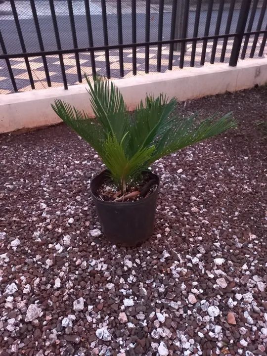 Fênix, cica, gabiroba, acerola, pitanga, nespera( ameixa amarela graúda ) - Foto 6