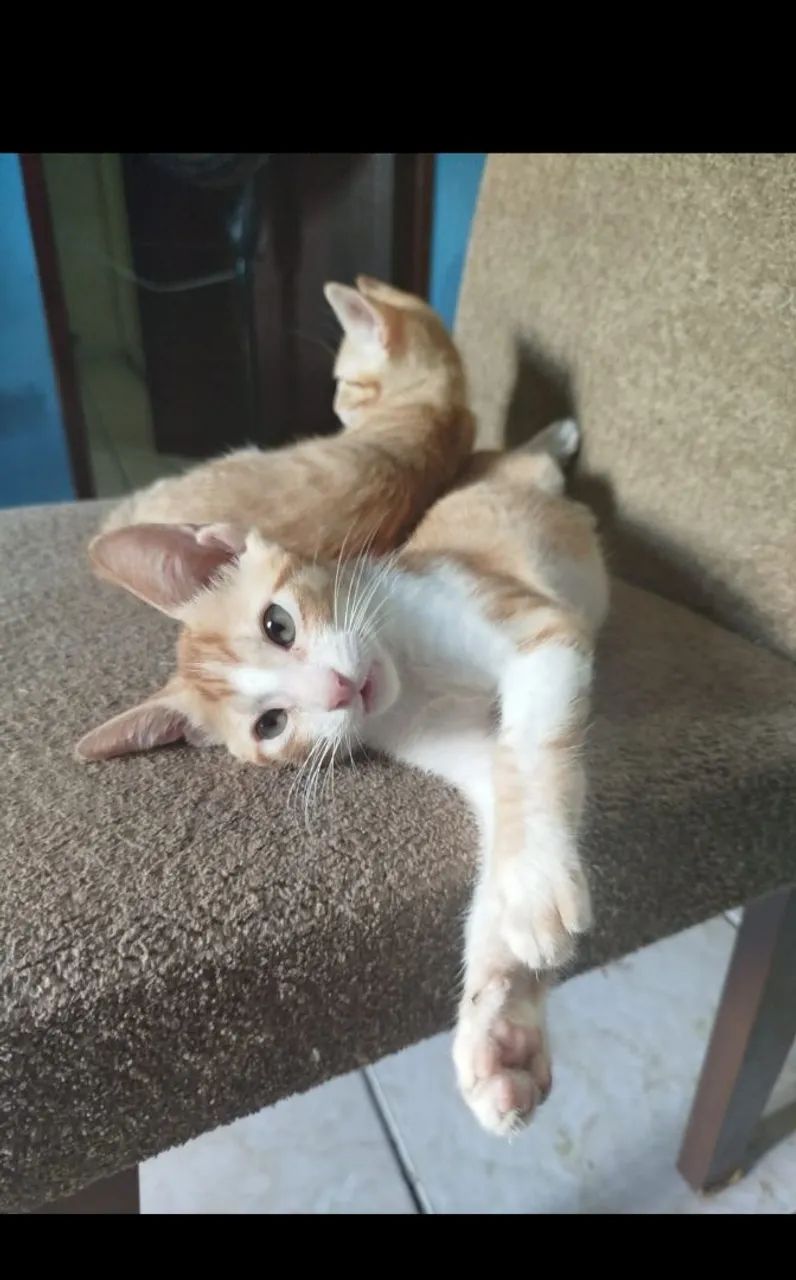 Doação de gatinhos - Foto 6