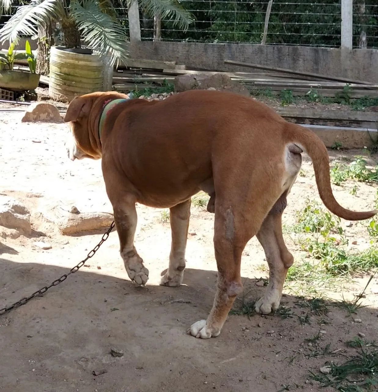 Pit Bull Red Nose  - Foto 2