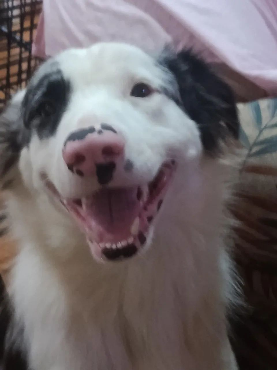 Border Collie  - Foto 2