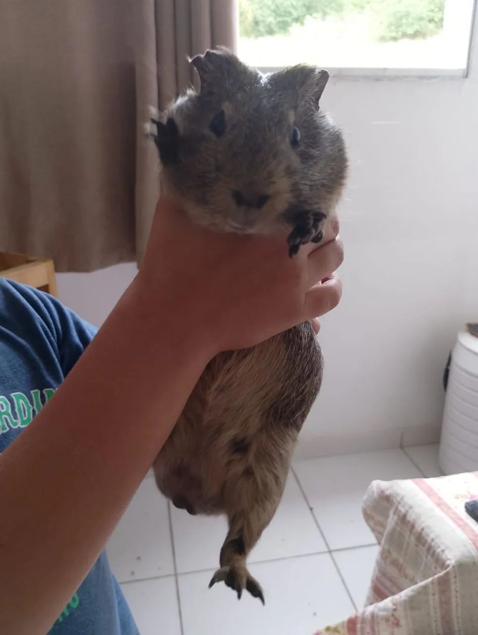 Preá Macho 