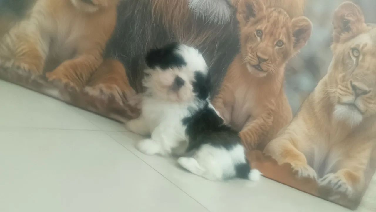Shitzu macho mini lindos 