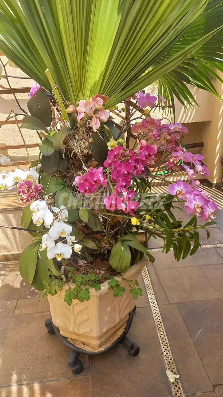 apartamento - Cambuí - Campinas - Foto 2