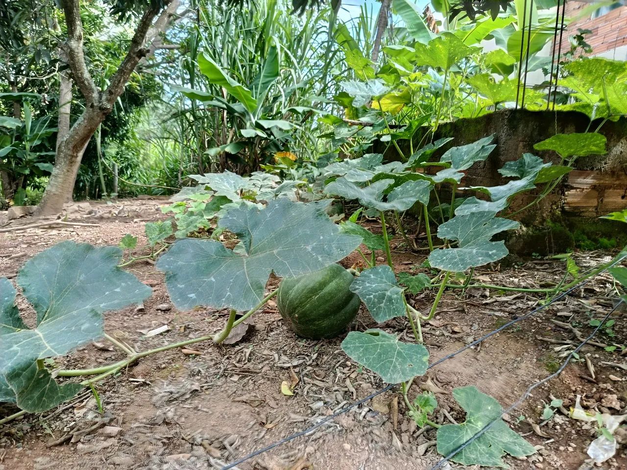 Chácara 3.000 M2, Casa, Rio Sozinha, Fazenda Bonsucesso, Formada, Senador Canedo - Foto 4