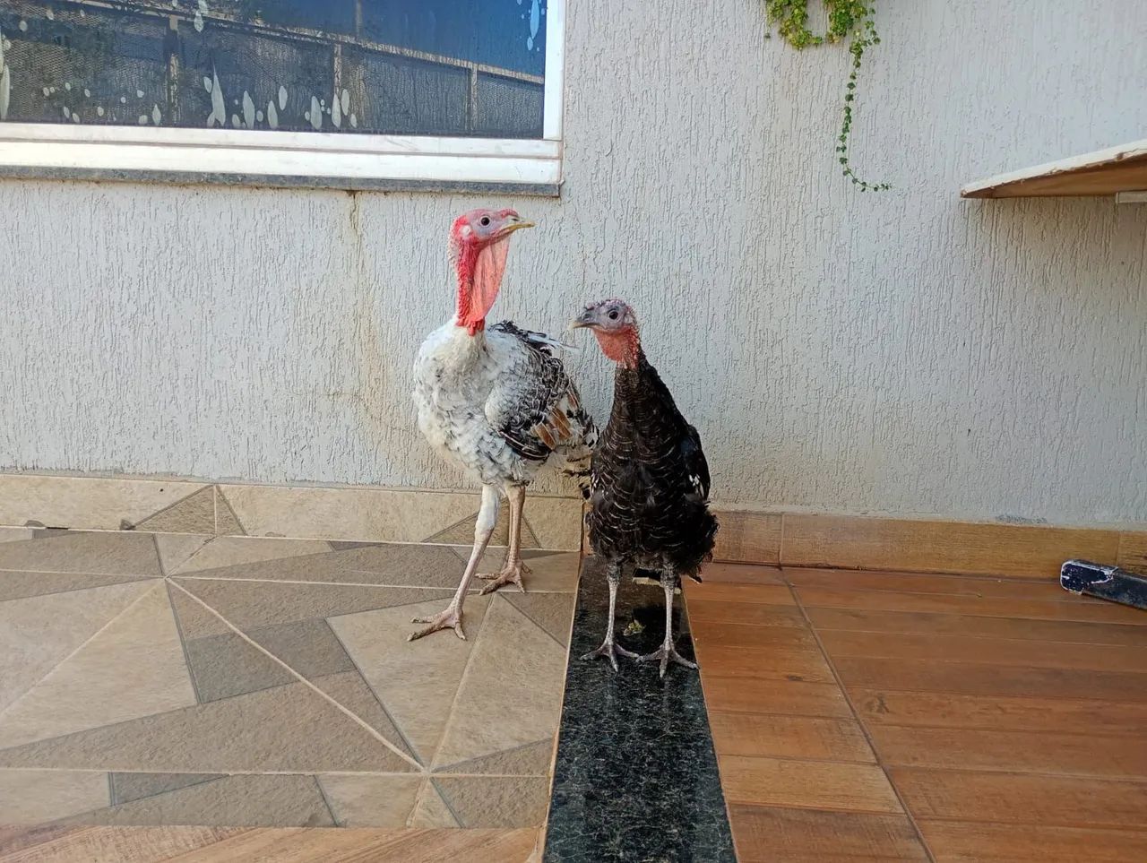 Vendo casal de Perus jovens  - Foto 5