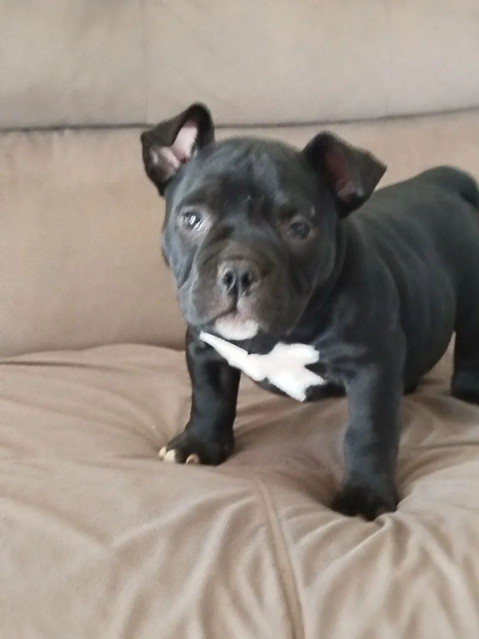 Fêmeas de americano bully com pedigree  - Foto 2