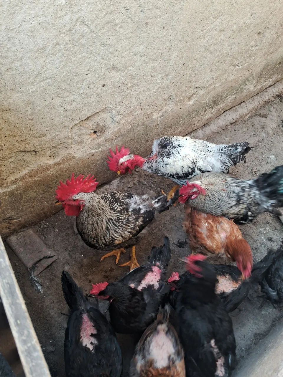 Galinhas e galos  - Foto 3