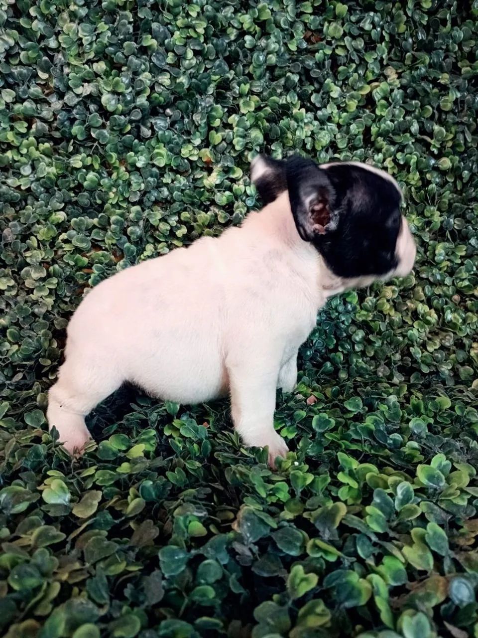Buldogue francês micro - Foto 4
