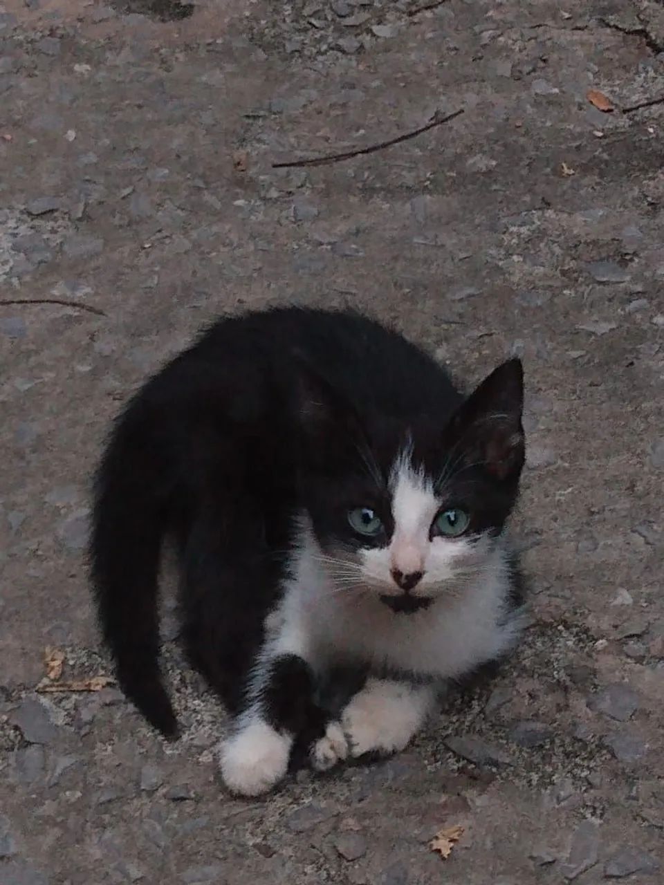 Doação de gatos filhotes  - Foto 4