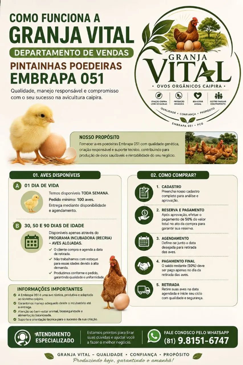 Embrapa 051 - Poedeiras  - Foto 2