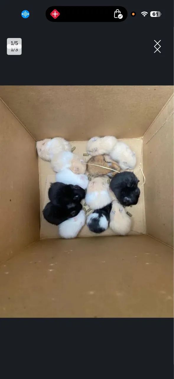 Hamster sírio angora - Foto 2