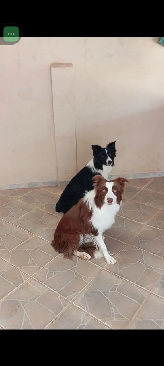 Filhotes border collie  - Foto 4