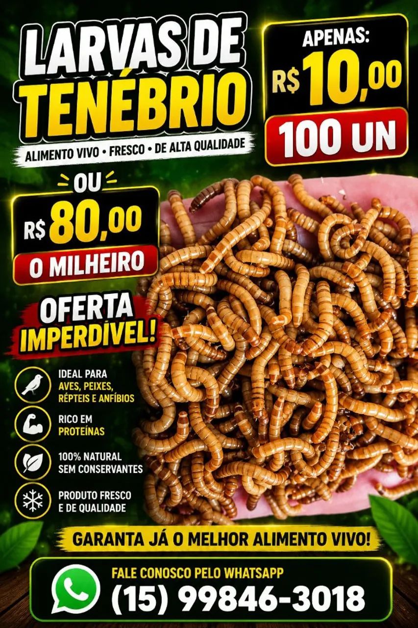 Tenébrios molitor e gigante 