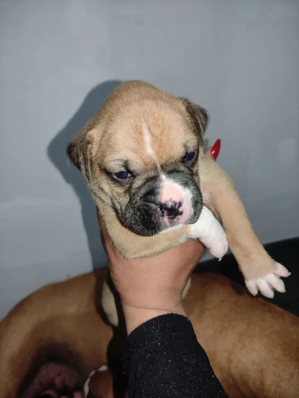 Filhotes Boxer  - Foto 2