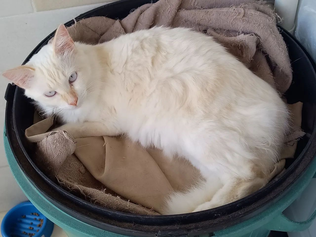 Adoção de animais  - Foto 5