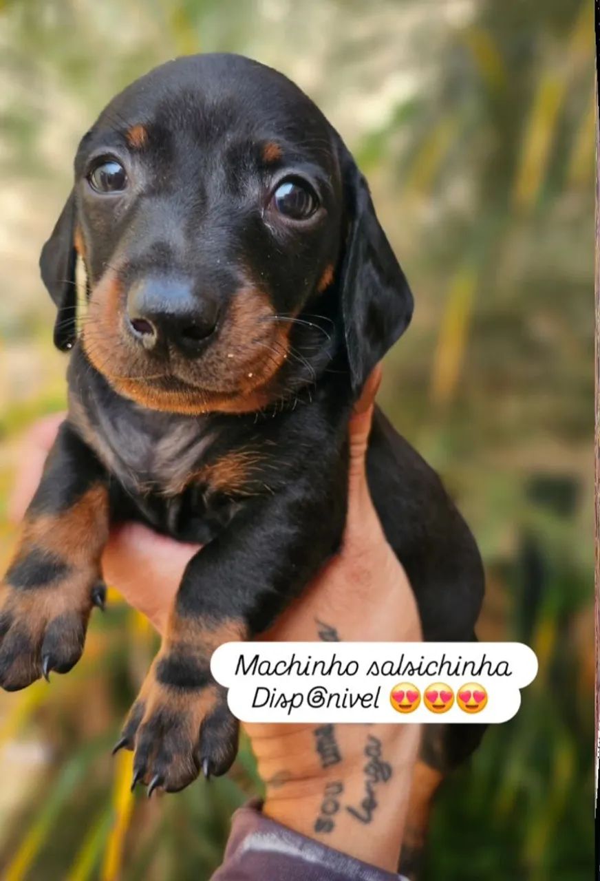 Dachshound fêmeas e machos  - Foto 2
