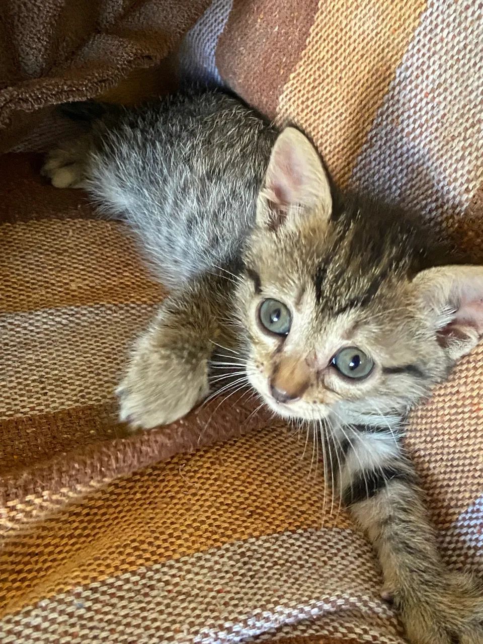 Gatinhos para doar  - Foto 5
