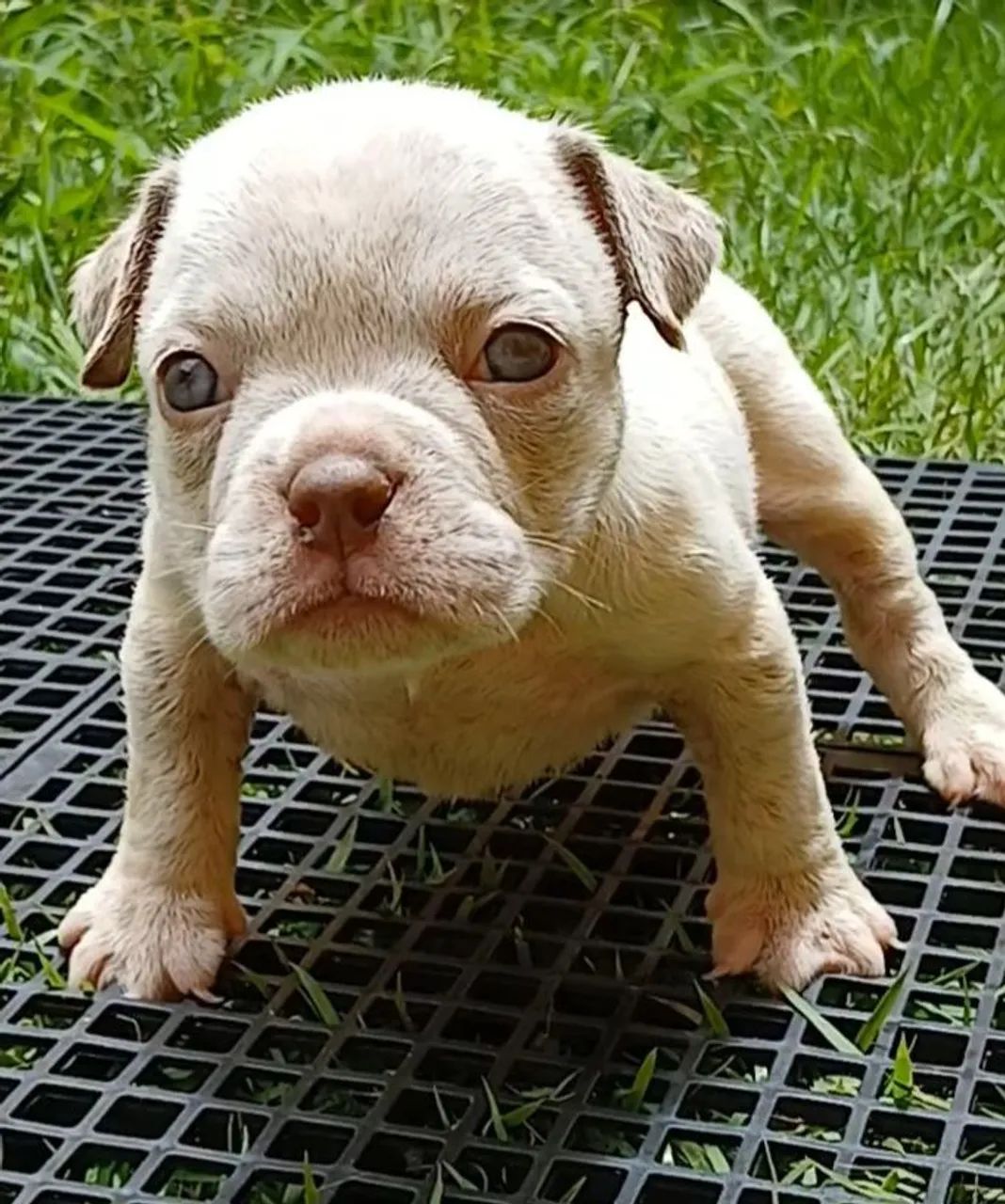American Bully  /  Exotic Bully Filhotes Disponível Fêmea e Machos
