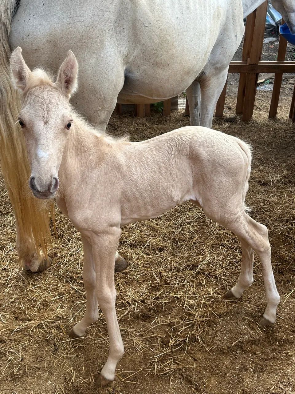 Égua com potra nos pés - Foto 3