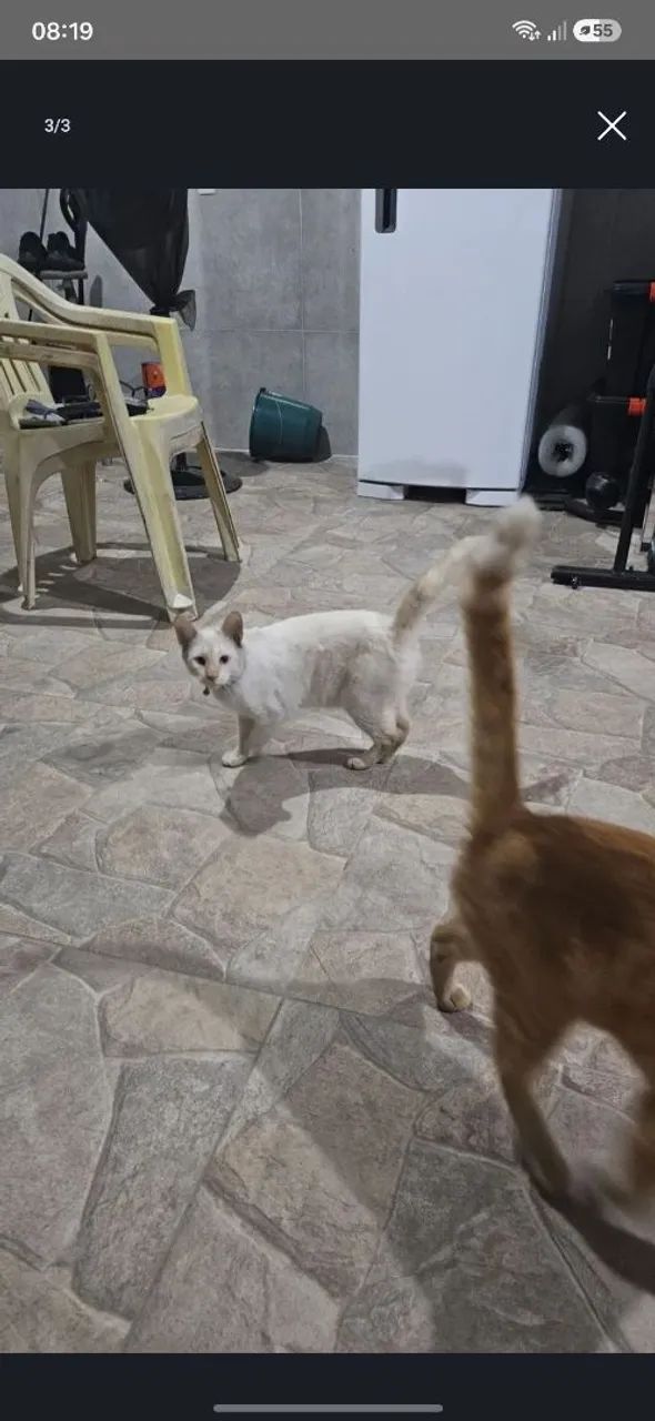 Gatinhos pra doar - Foto 2