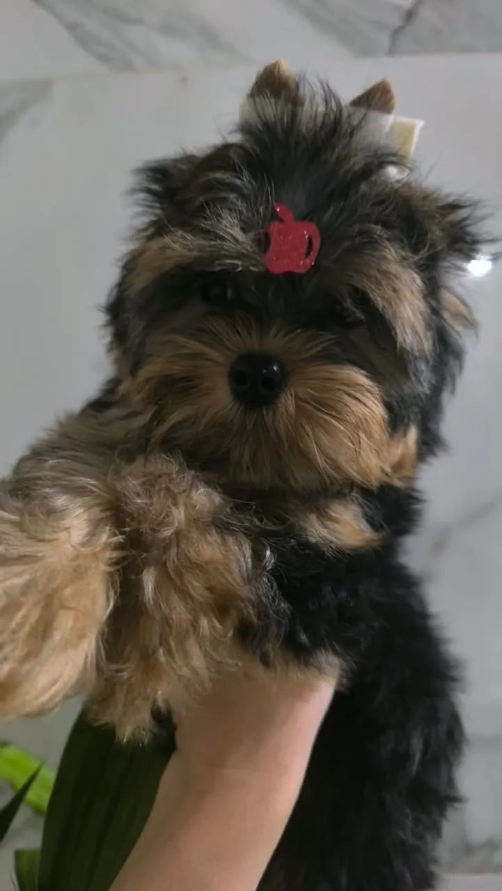 Yorkshire mini macho 