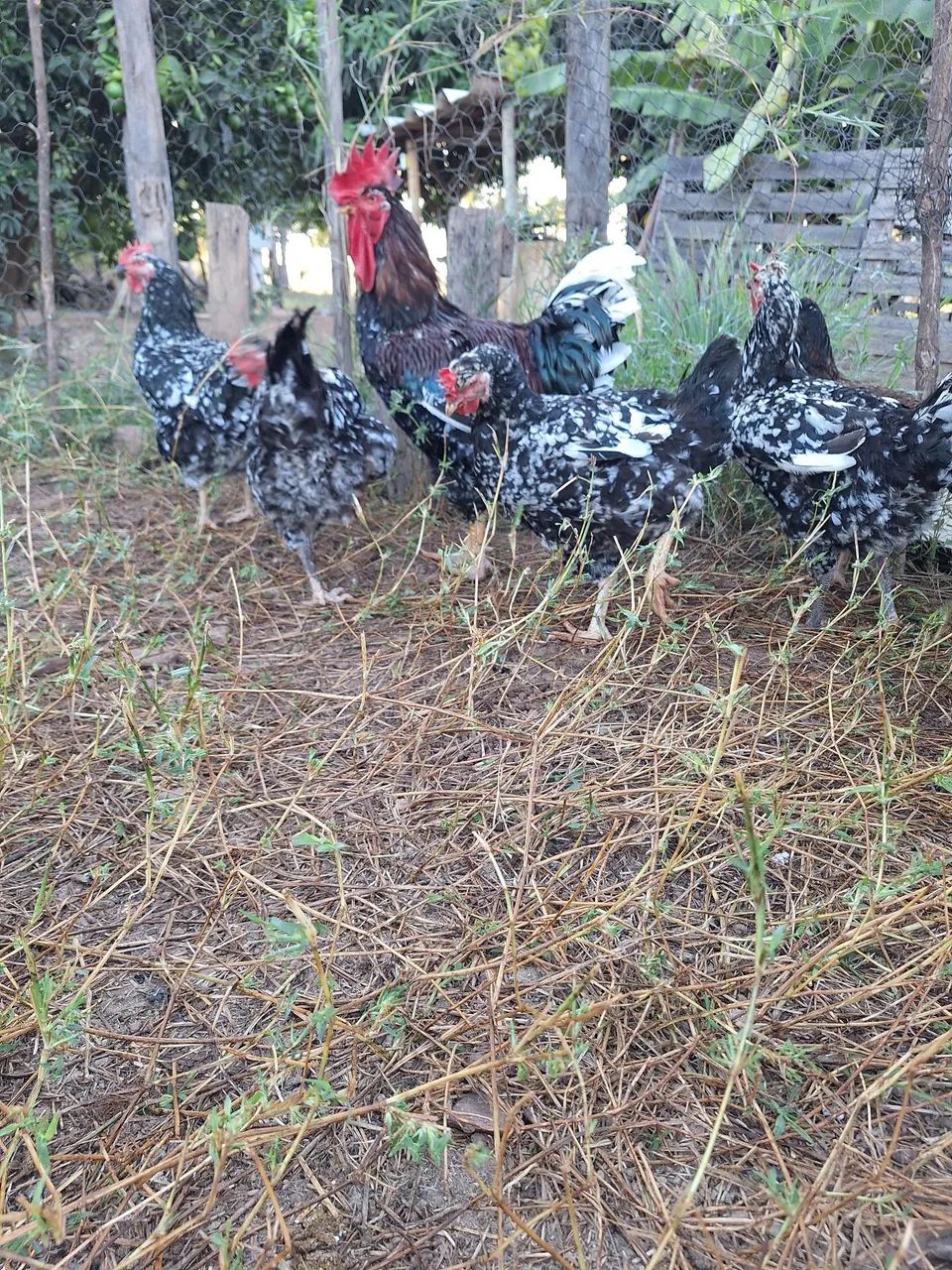 Galinhas  - Foto 2