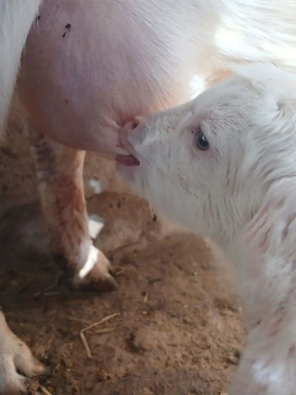 Cabras sanne - Foto 4