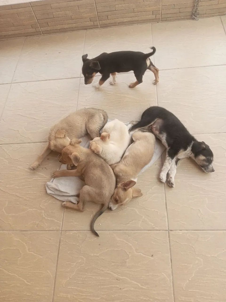 Doação 