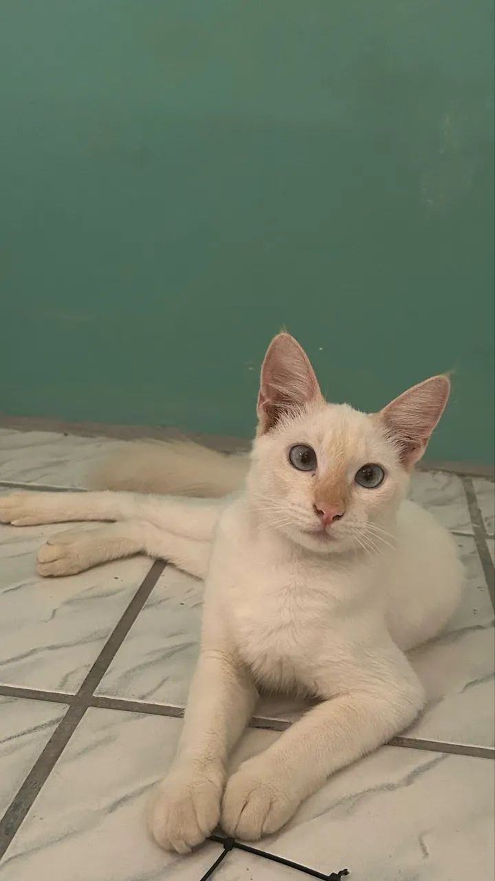 Gatinho  - Foto 2